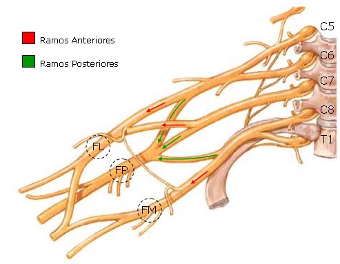 Blogão de Fisio PLEXO BRAQUIAL