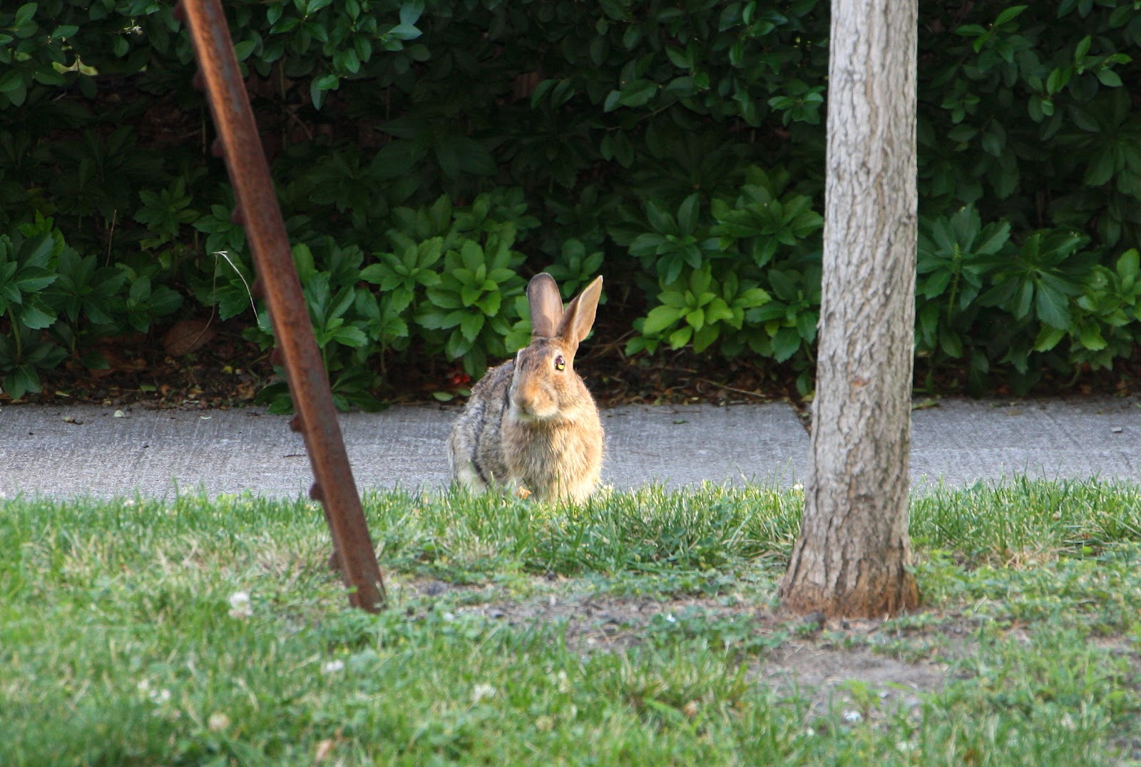 Rabbit Walk Old Man Scott