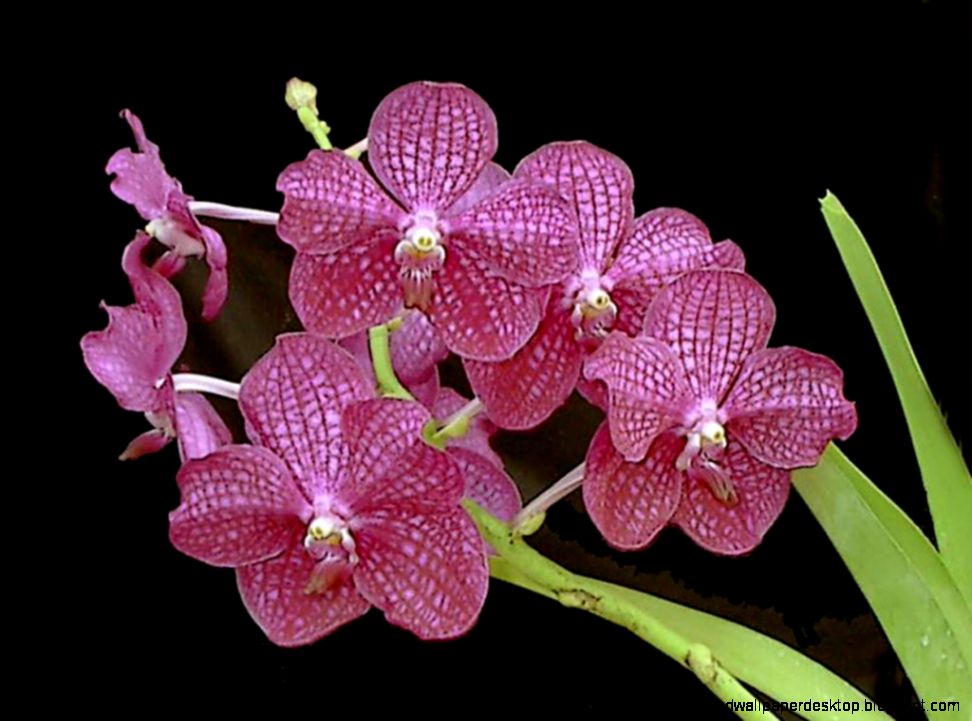 Orchid Flower Wallpapers Orchid Flower Wallpapers