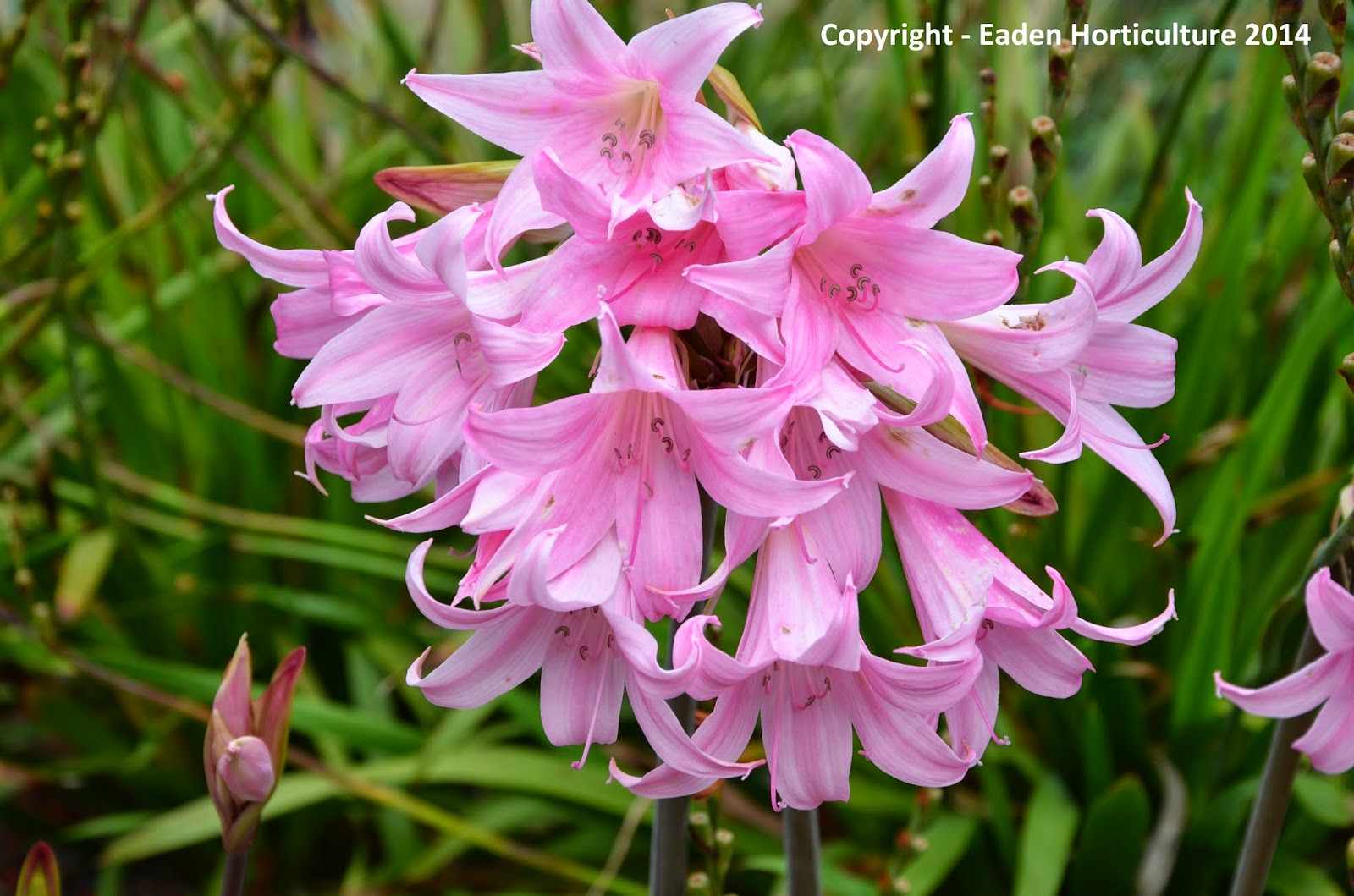 HOW TO GROW AMARYLLIS BELLADONNA The Garden of Eaden