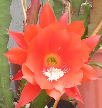 cactus orquidea epilhyllum vermelha