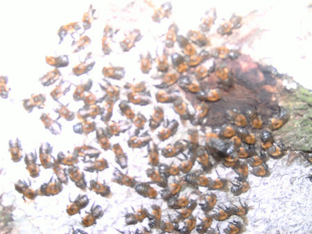 abelha uruçu Scutellaris verdadeira da praia