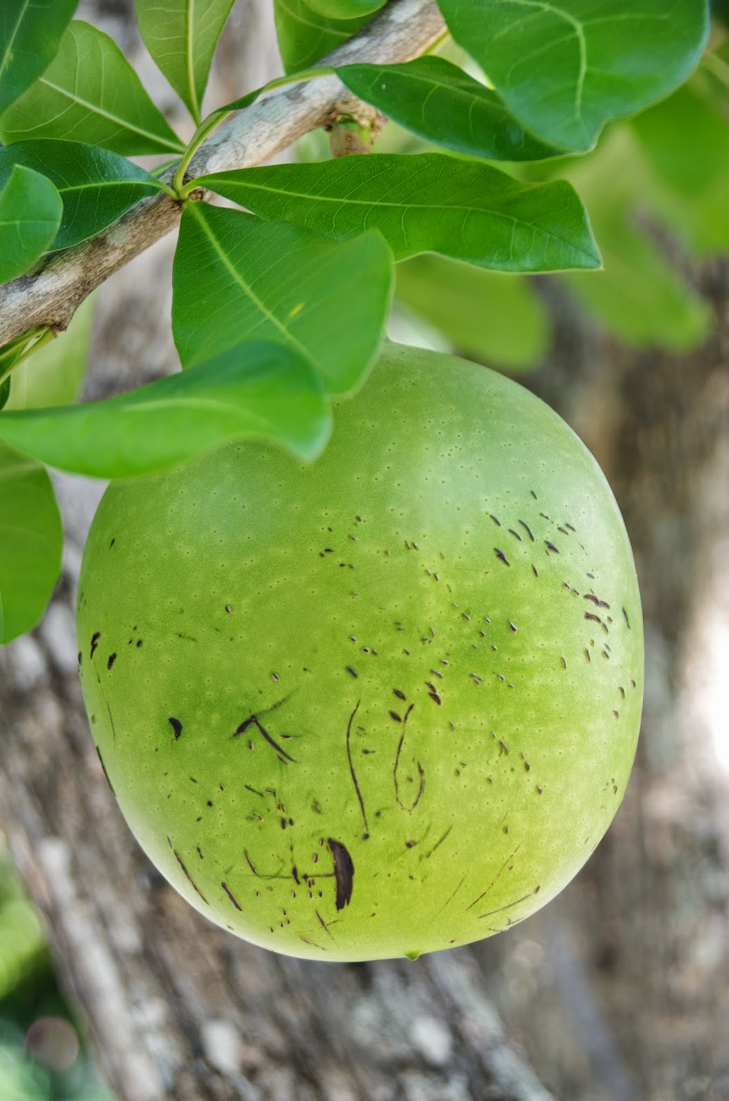 Trees and Plants Calabash Tree
