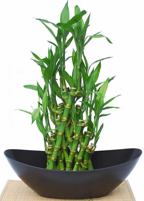 loại cây nào giúp gia chủ phát tài