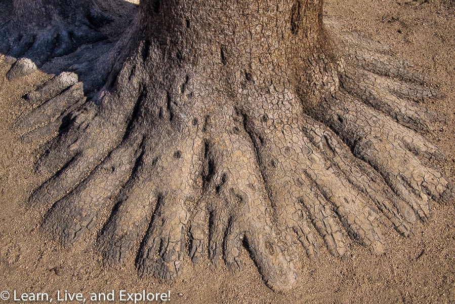 Joshua Tree National Park Learn, Live, and Explore!