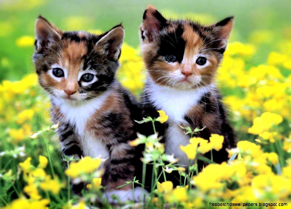 Two Cute Kittens Two Cute Kittens