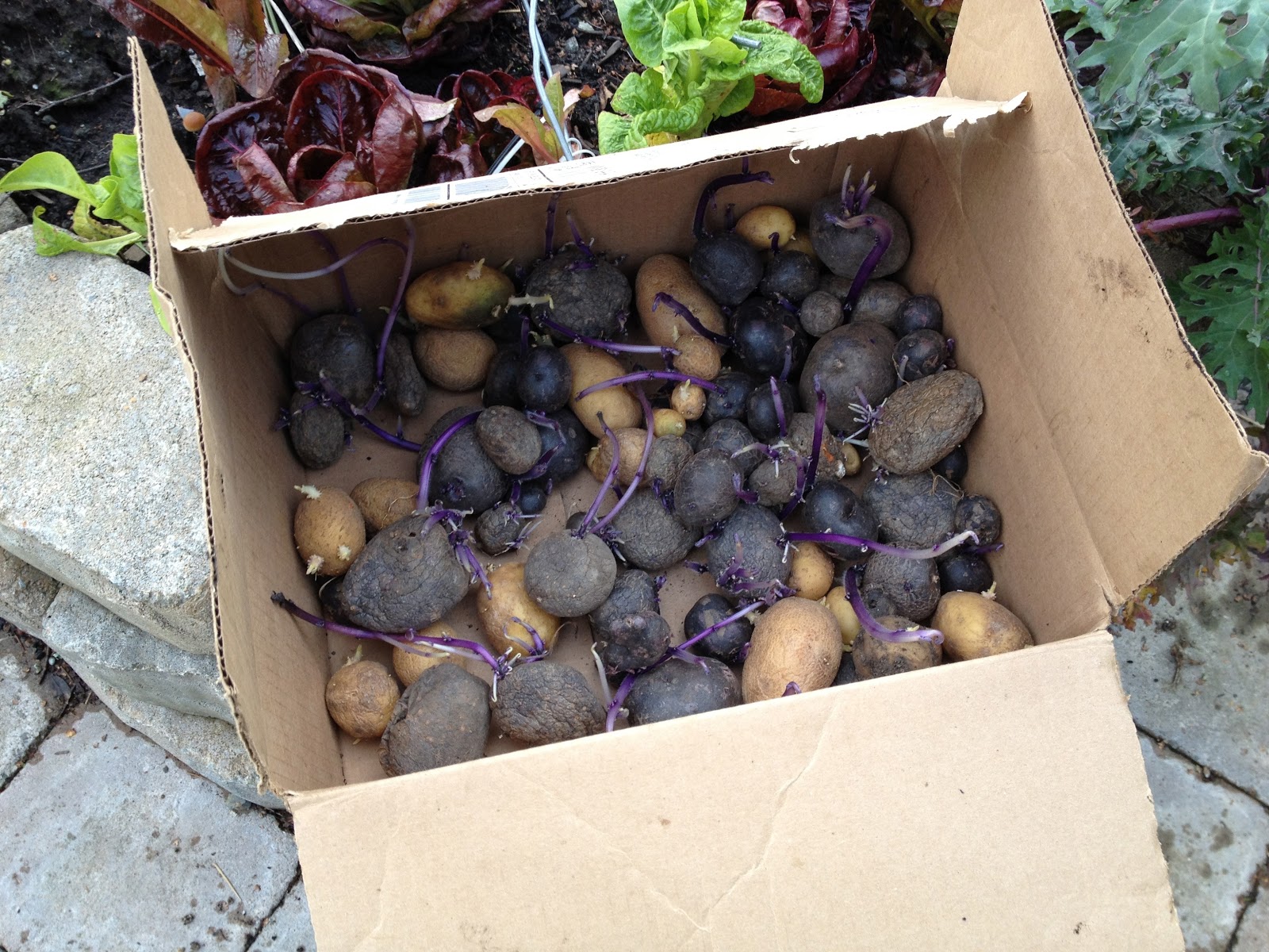 Berberis Thunbergii Stock Photos Berberis Thunbergii Stock