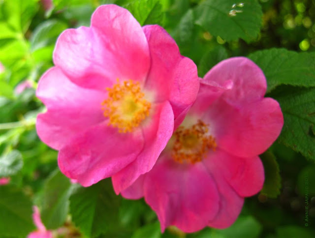 wild rose image, pink, nature, macro, © 2013 Annie Japaud Photography, wild roses 