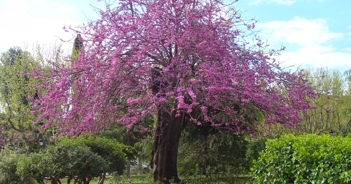 EL RINCON DE UN JARDIN: PLANTA DEL MES. ÁRBOL