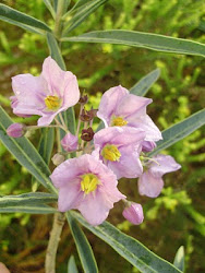 PLANTAS AUTOCTONAS.