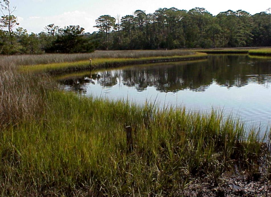 Salt marsh cord grass black needle rush plants 2 A Salt marsh cord grass black needle rush plants 2 A