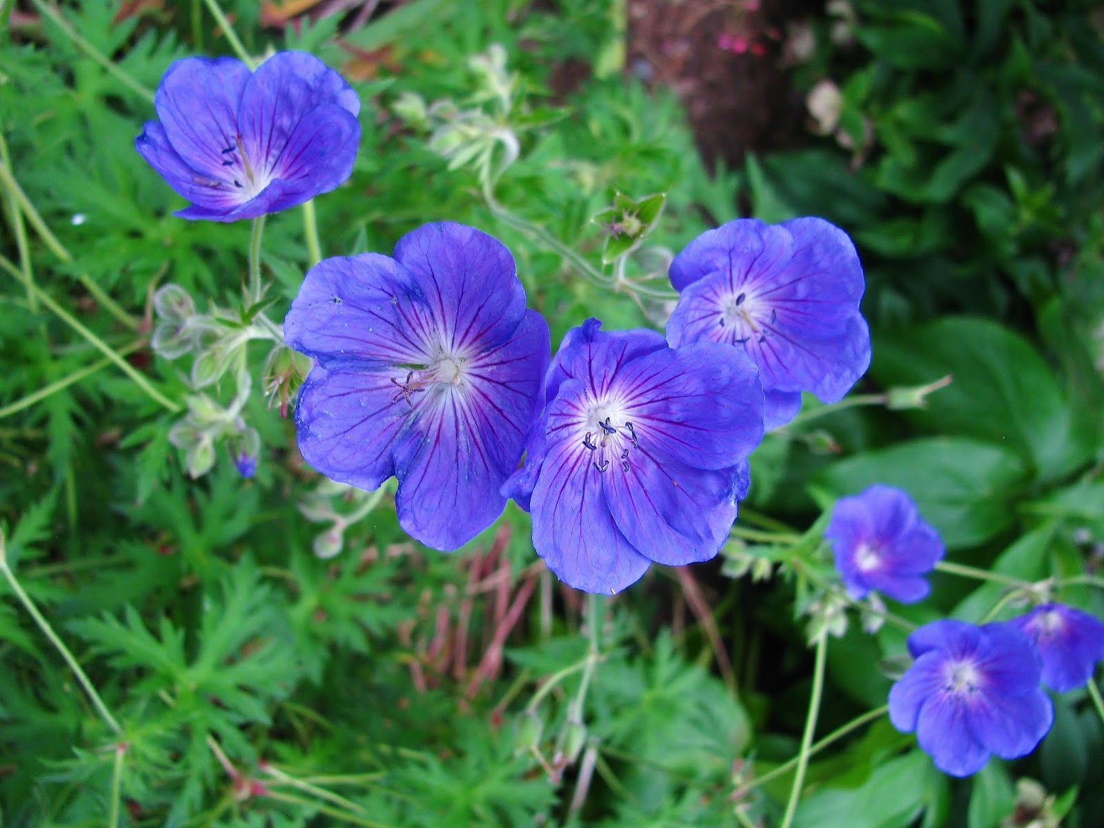 HARDY JOHNSON'S BLUEGERANIUM PLANTSFLOWERS ALL SUMMER EZ2GROW