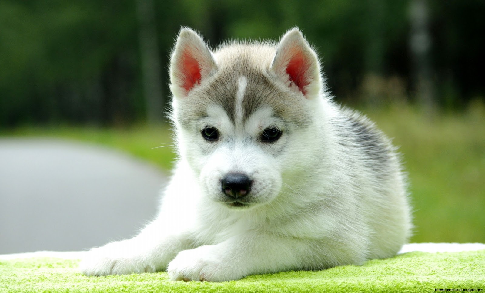 Husky Puppy Husky Puppy