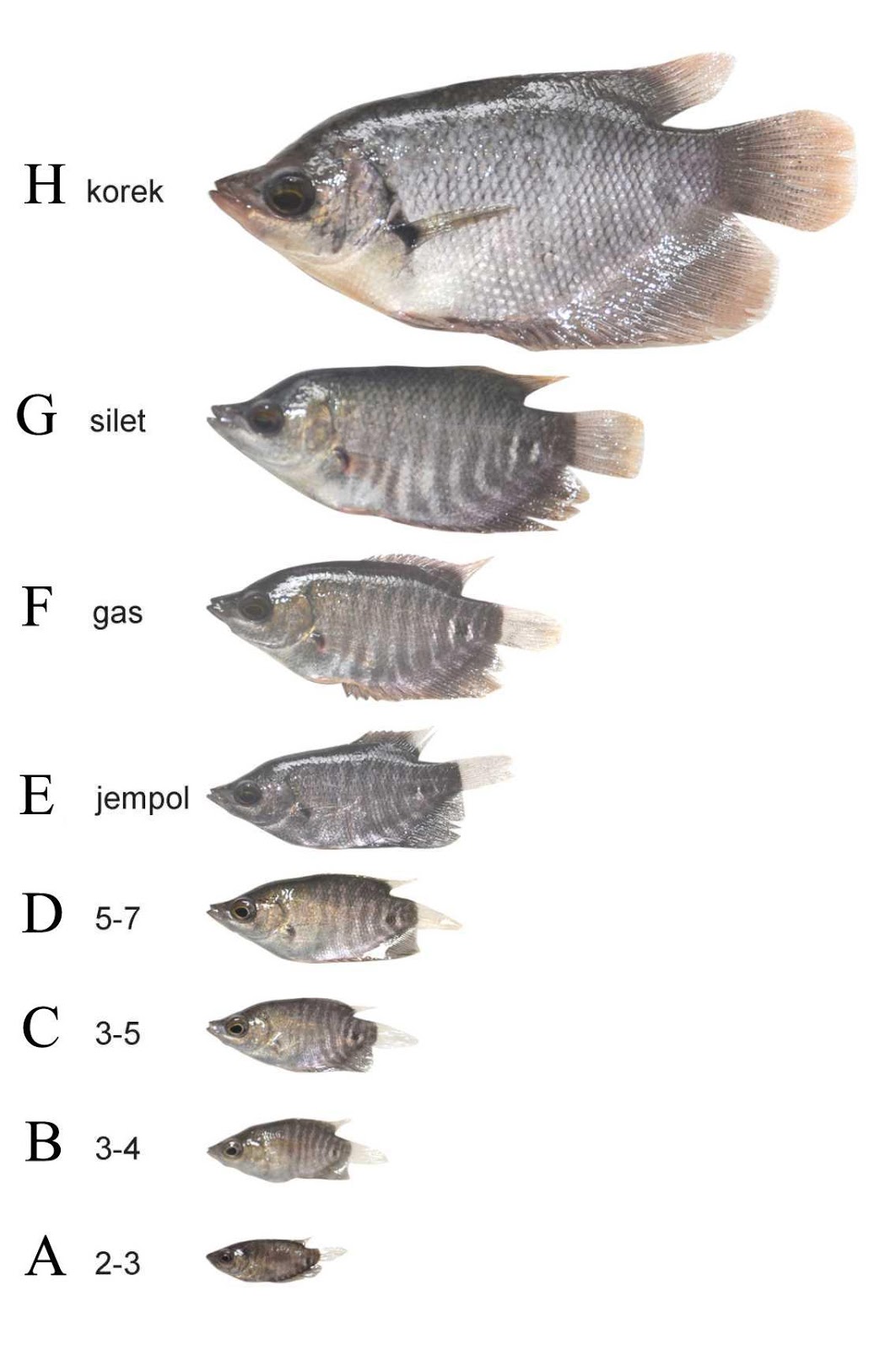 Pendederan Ikan Pendederan Ikan Gurame Panduan Budidaya Terlengkap