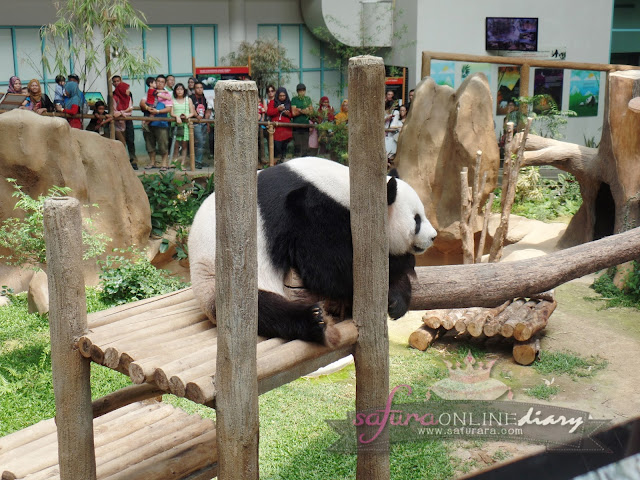 Sambutan Hari Lahir Panda Gergasi di Zoo Negara Panda Gergasi Malaysia