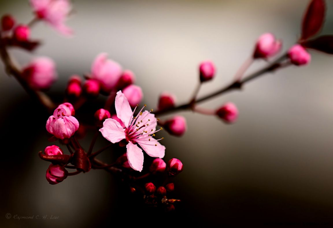 cherry blossom by Raylau on DeviantArt cherry blossom by Raylau on DeviantArt