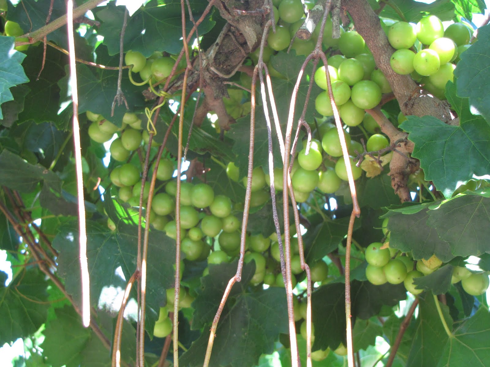 Margaret's Grove Vineyard Muscadines & Scuppernongs & the GardenOh My!!
