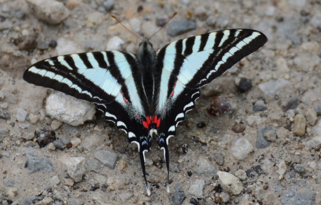 Ohio Birds and Biodiversity Butterflies and native plants
