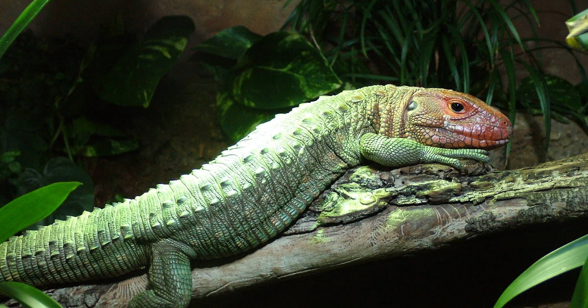 Caiman Lizard