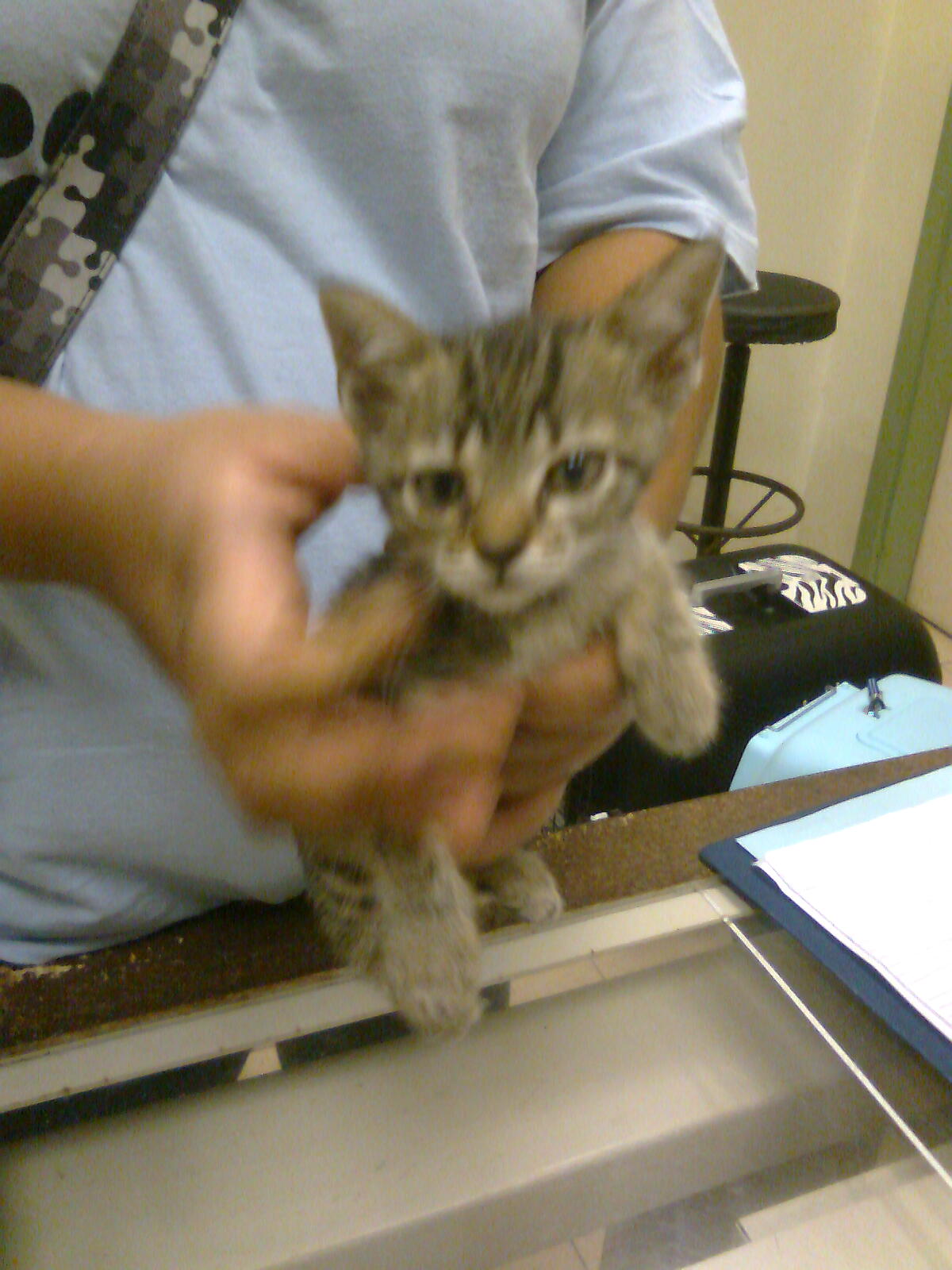 Female cat with ataxia and her six kittens (Mira's rescues) AnimalCare