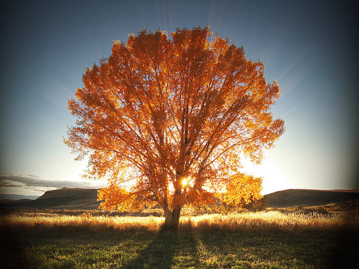 Autumn Splendor