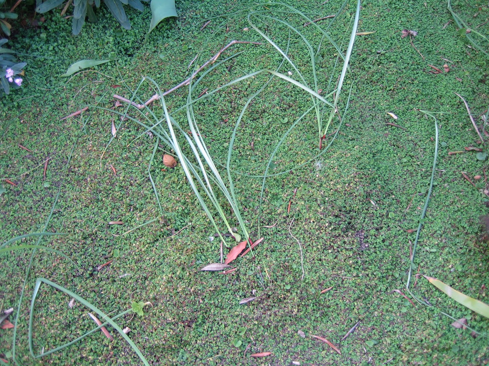 Blog de Dorisalon: Replantando el césped