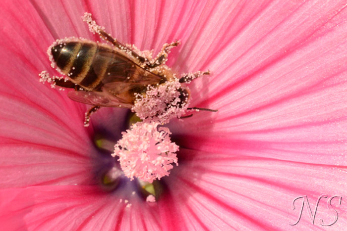 Comment savoir si une plante est Anemophile ou Entomophile ?