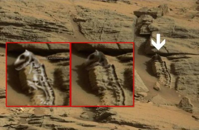 Reptile Fossil Found On Mars Unariun Wisdom