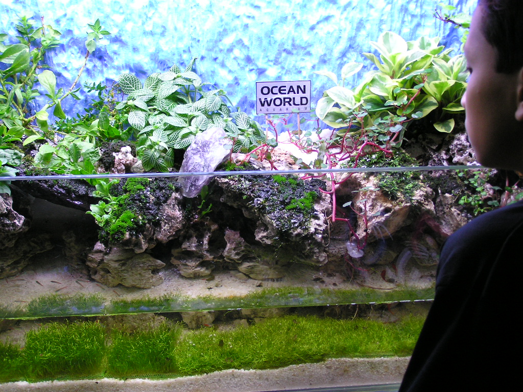 My Fresh Water Aquarium Natural Planted Tank (Walstad Method). Half