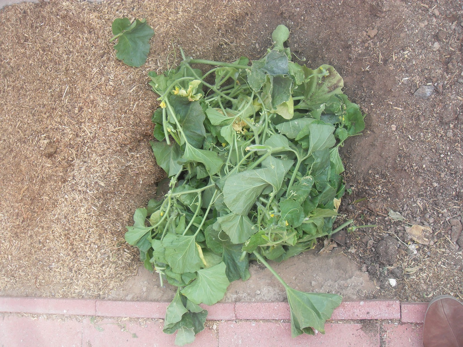 The Scientific Gardener Rouging the Carosello