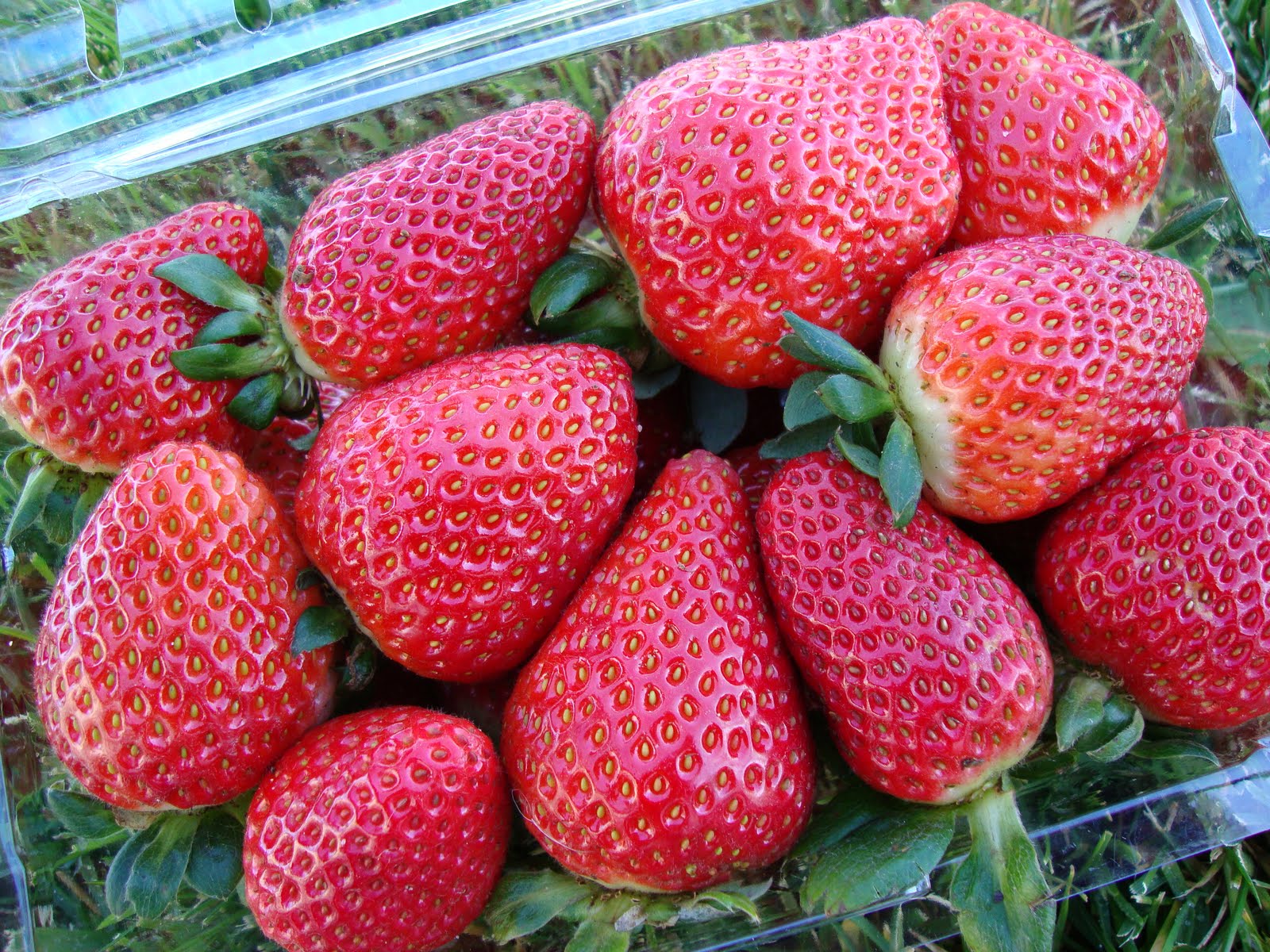 Produce Clerk The Produce Clerks Handbook by RICK CHONG