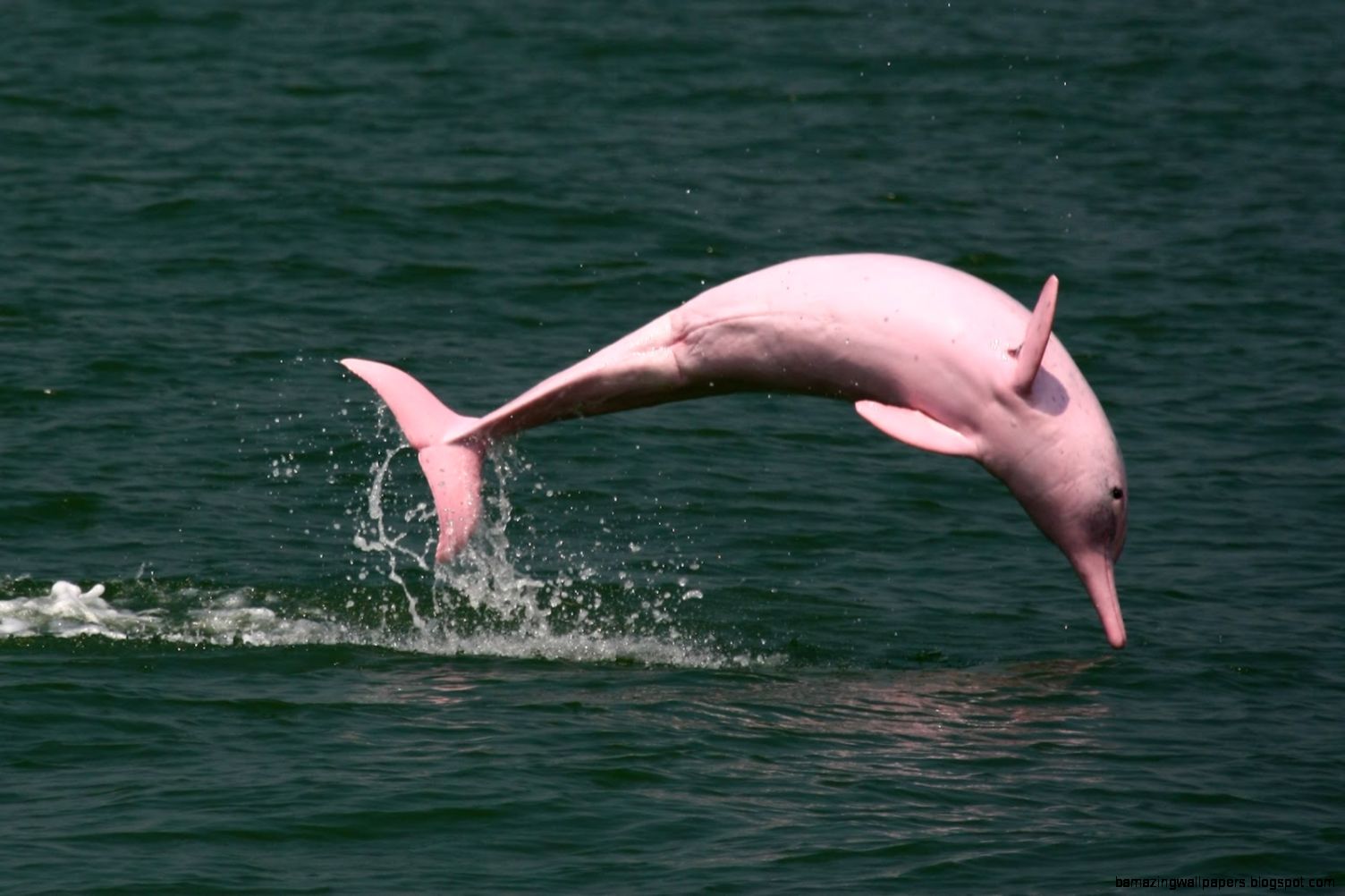 HONG KONG Pink dolphin facing extinction from pollution in China39s HONG KONG Pink dolphin facing extinction from pollution in China39s