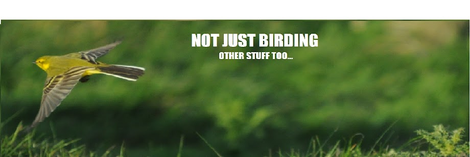 Not Just Birding