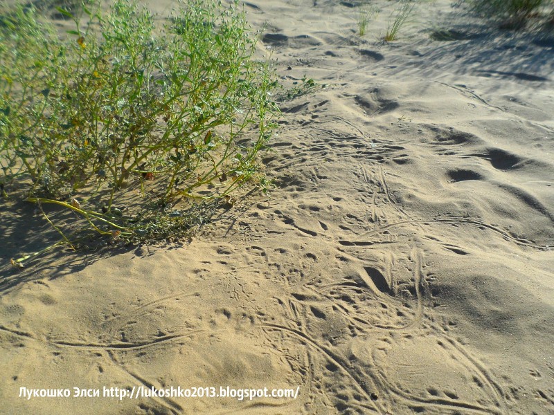 следы тушканчиков