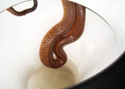 ular dalam jamban