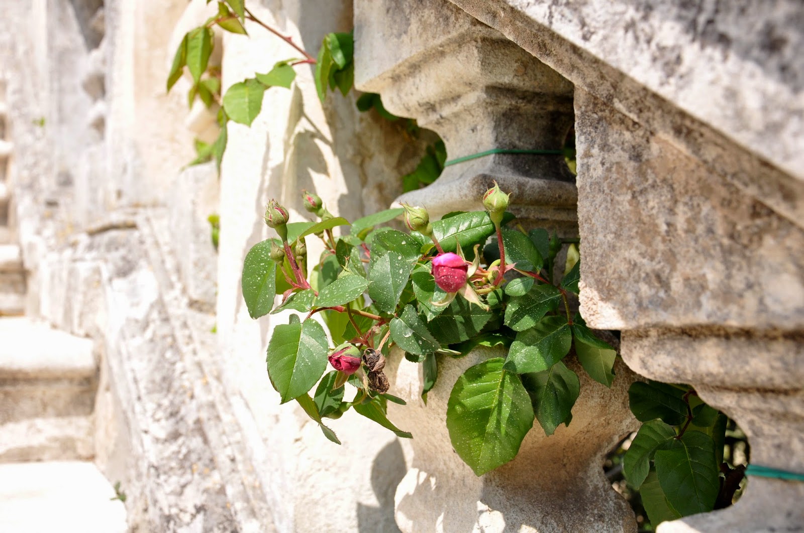 A close-up of the staircase of the dwarves in the park of Villa da Schio, Costozza A close-up of the staircase of the dwarves in the park of Villa da Schio, Costozza