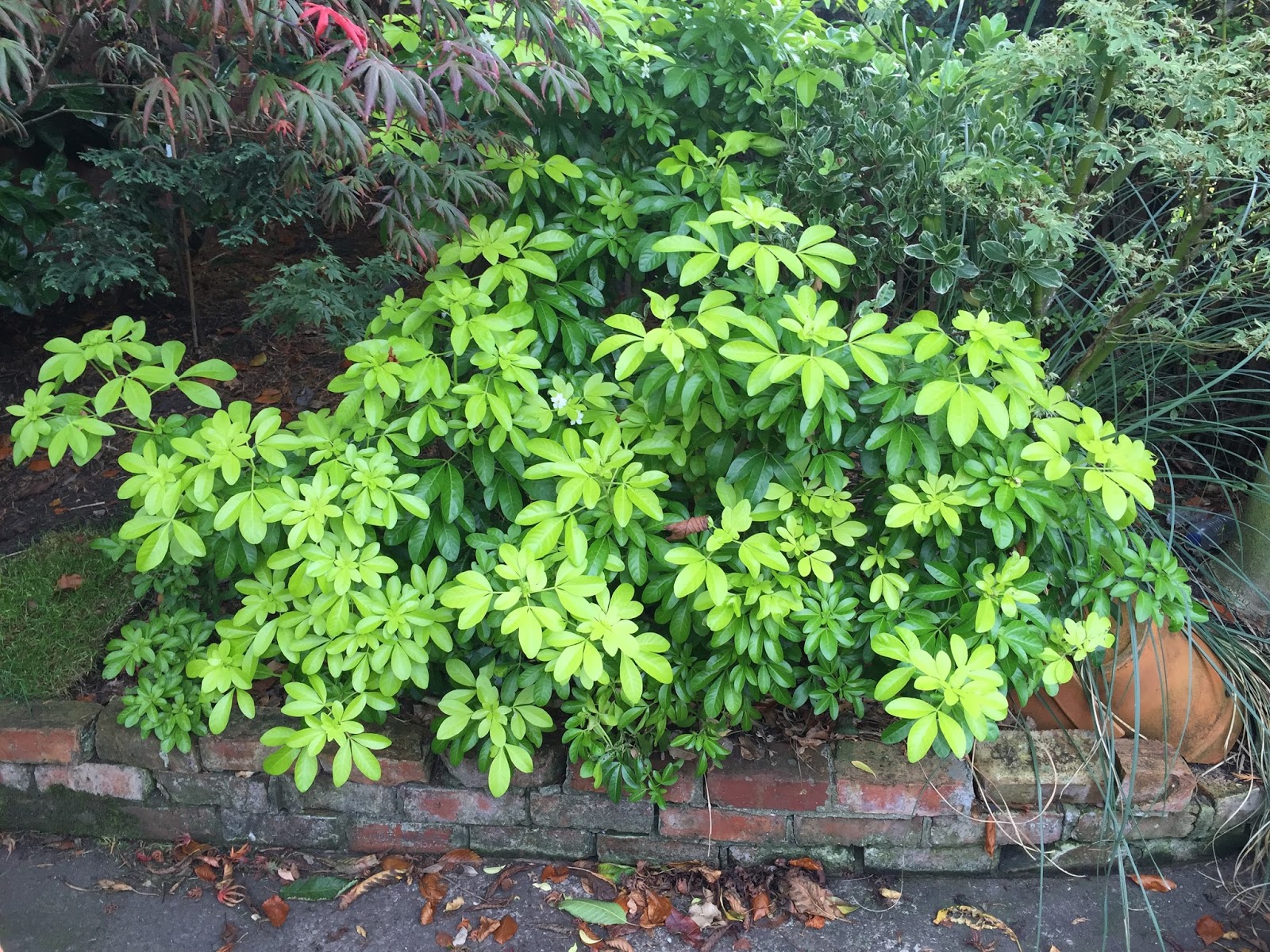Life Between The Flowers Choisya Ternata Mexican Orange Shrub