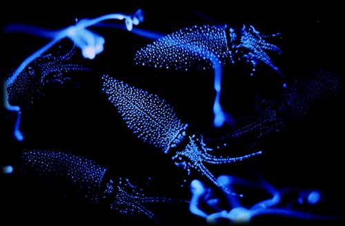Pulpos bioluminiscentes