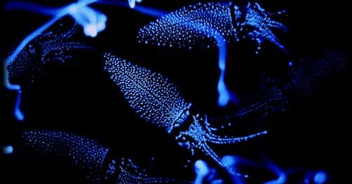 Pulpo bioluminiscente en acción