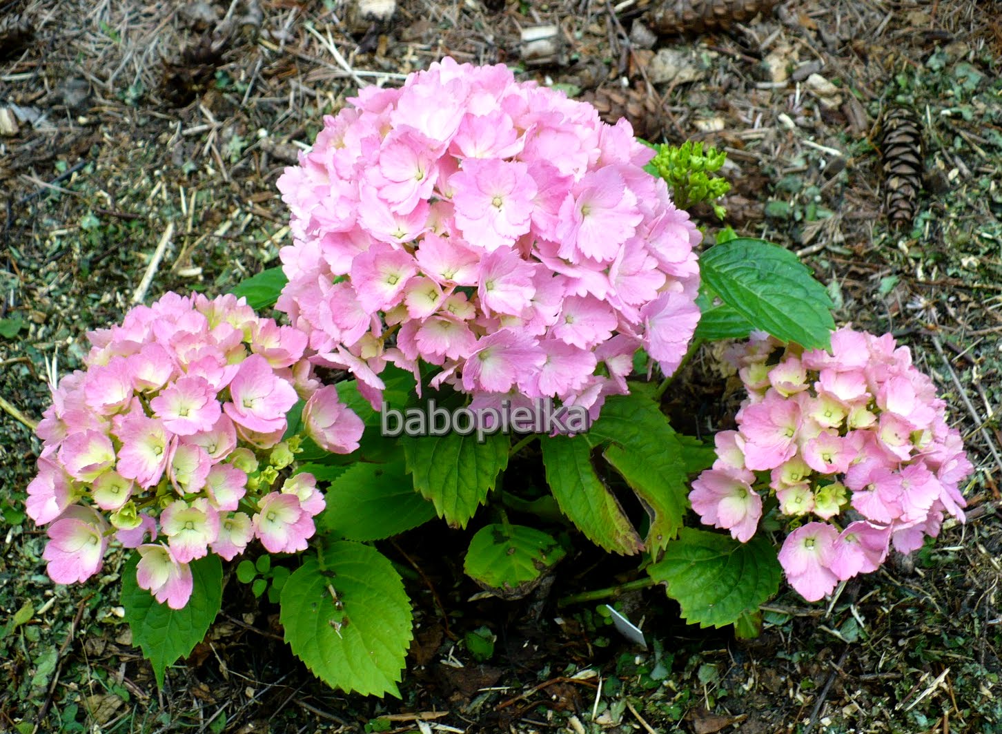 In The Garden Now A Handful Of Hydrangeas