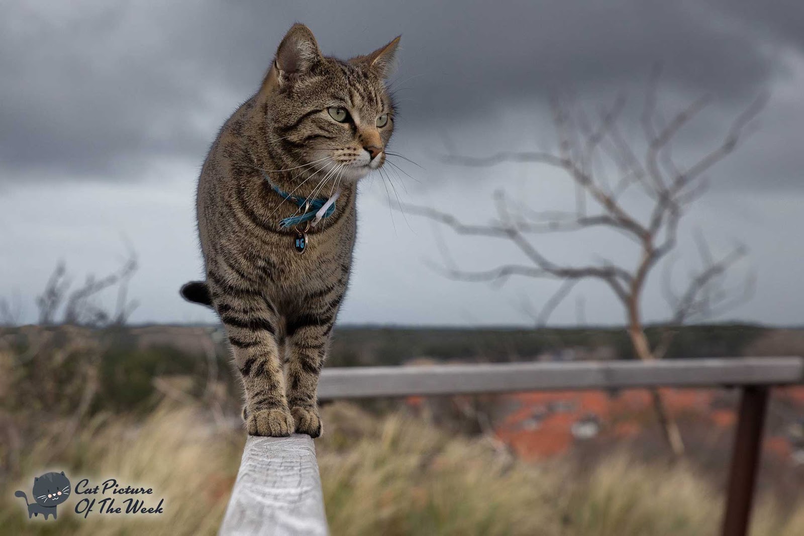 Serious Cat Walking On A Ledge Cat Picture Of The Week