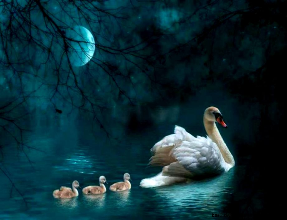 Desktop Nexus – BUZZERG Desktop Nexus – BUZZERG