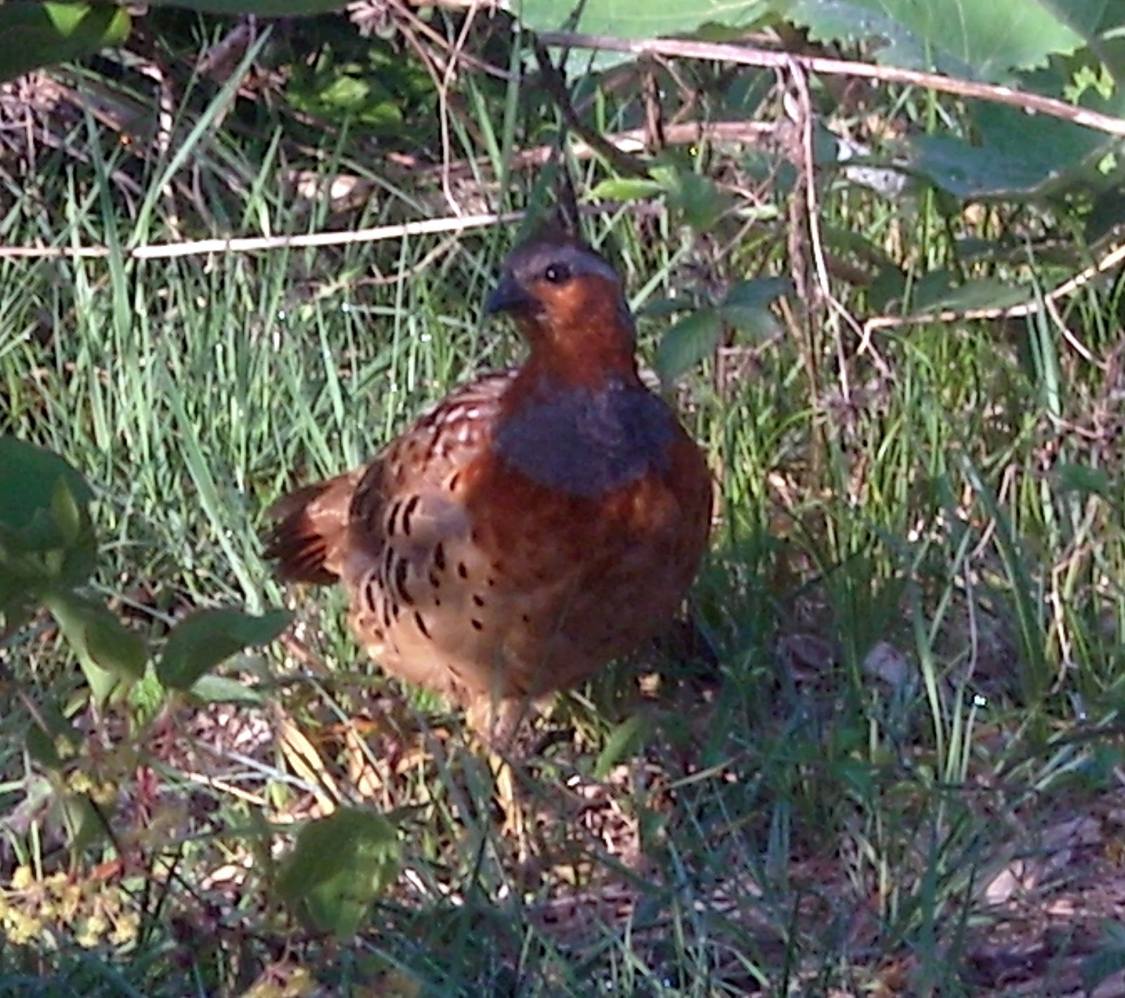 フランス茶屋ル マルシェ Le Marche Style 野生のウズラ