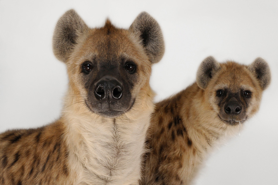 Eco-Now: Portraits of Endangered Animals