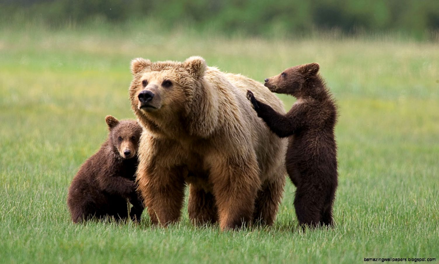 Katmai National Park and Preserve grizzly bear with cubs Kids Katmai National Park and Preserve grizzly bear with cubs Kids