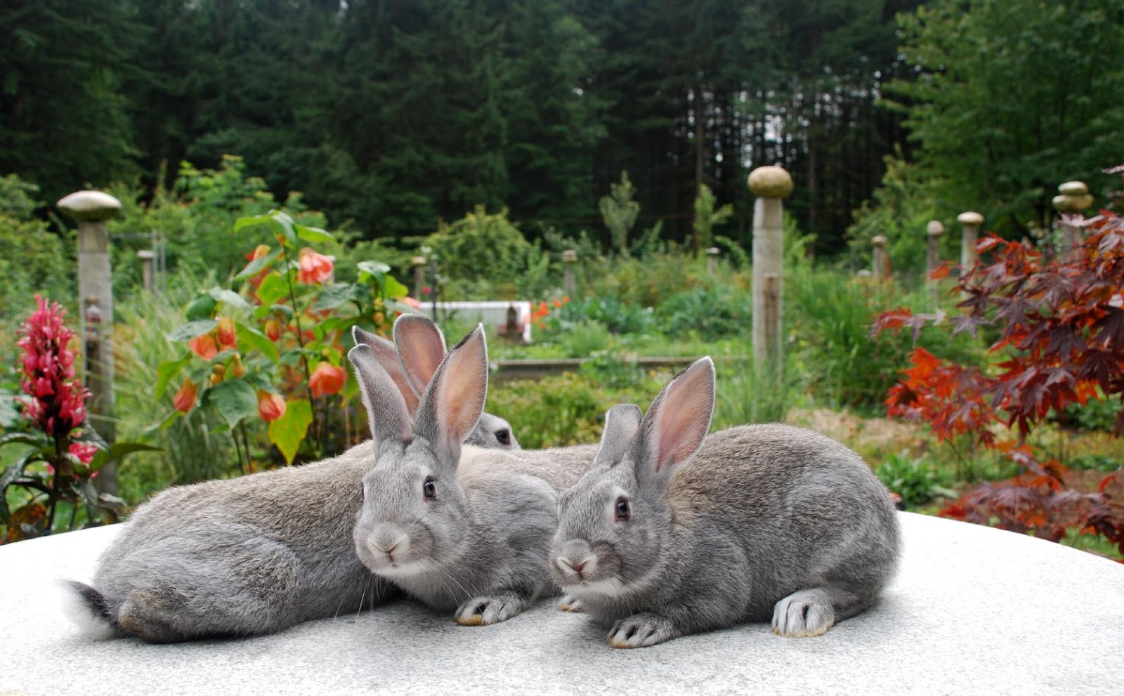 Applegarth Farm The Benefits of Keeping Rabbits