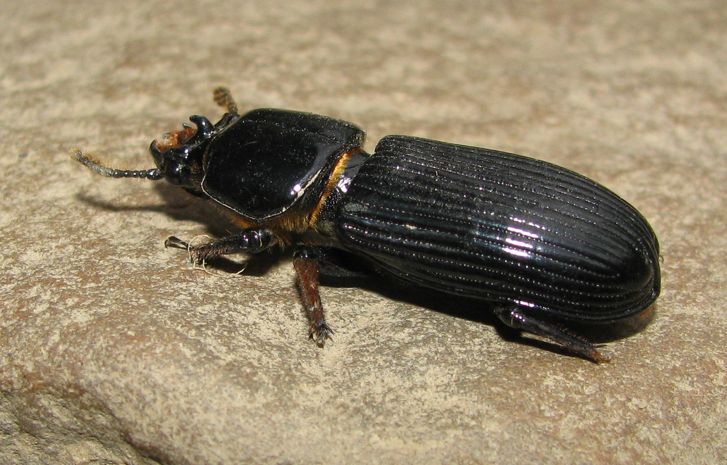 Hermit Musings Bess Beetle