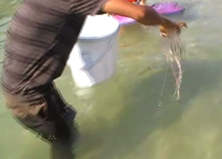 Lethal Box Jellyfish at Koh Mak on Video