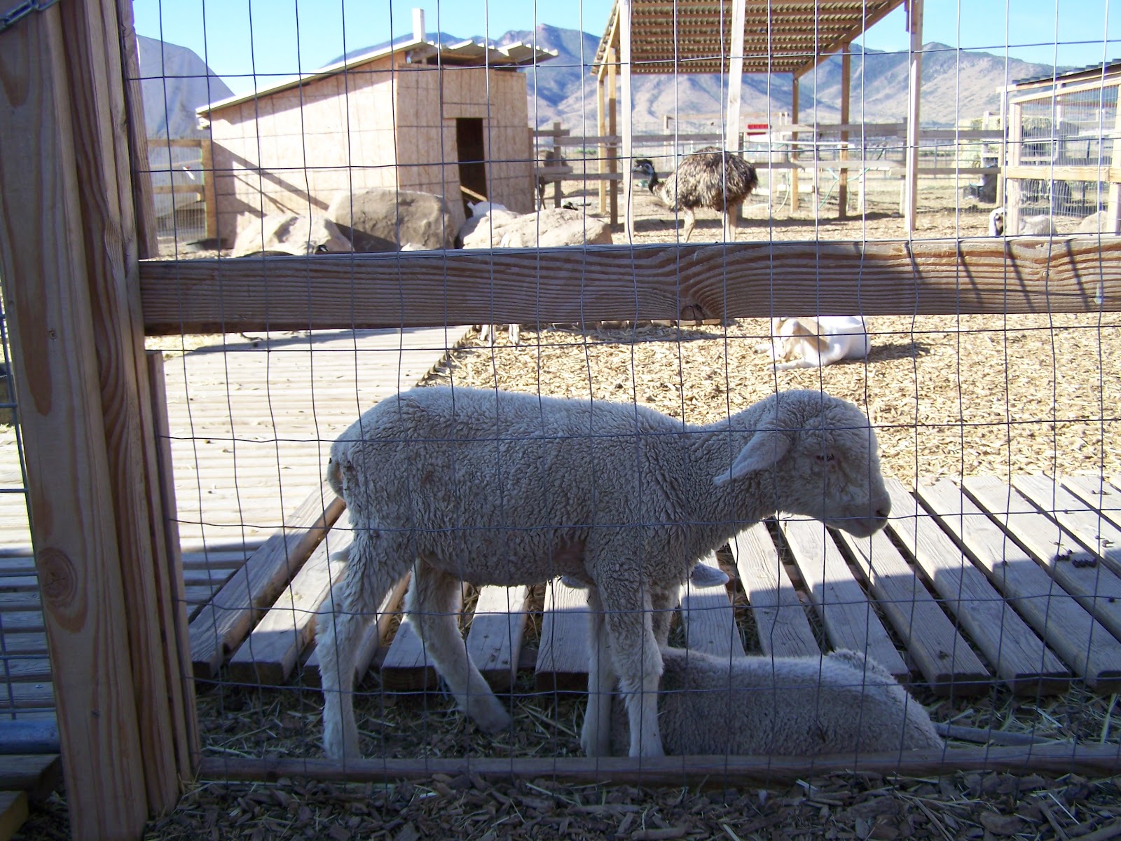 Out and About Petting Zoo at the Flying J in Scipio, UT