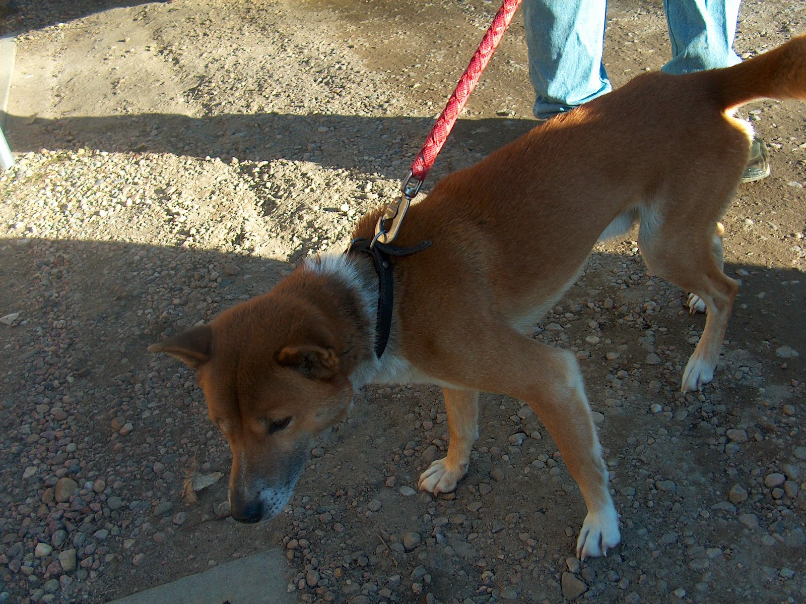 Pilgrims' Journey: New Guinea Singing Dogs